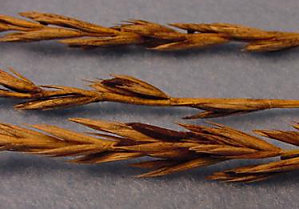 Wheat infected with ergot Wheat infected with ergot