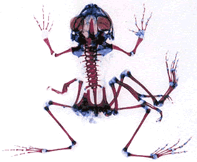 X-ray of a deformed frog X-ray of a deformed frog