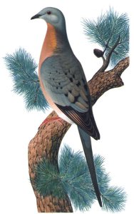 Male Passenger Pigeon Male Passenger Pigeon