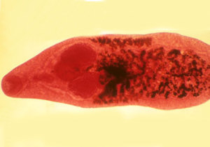 Dicrocoelium dendriticum Dicrocoelium dendriticum