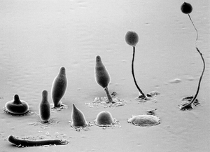 Dictyostelium discoideum composite photo, Copyright © M.J. Grimson & R.L. Blanton; Biological Sciences Electron Microscopy Laboratory, Texas Tech University Dictyostelium discoideum composite photo, Copyright © M.J. Grimson & R.L. Blanton; Biological Sciences Electron Microscopy Laboratory, Texas Tech University