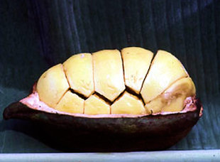 The pod of the kola nut (photo by Bob Walker) The pod of the kola nut (photo by Bob Walker)