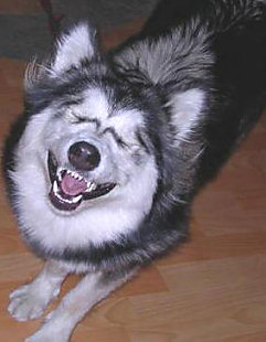 laughing_dog.jpg