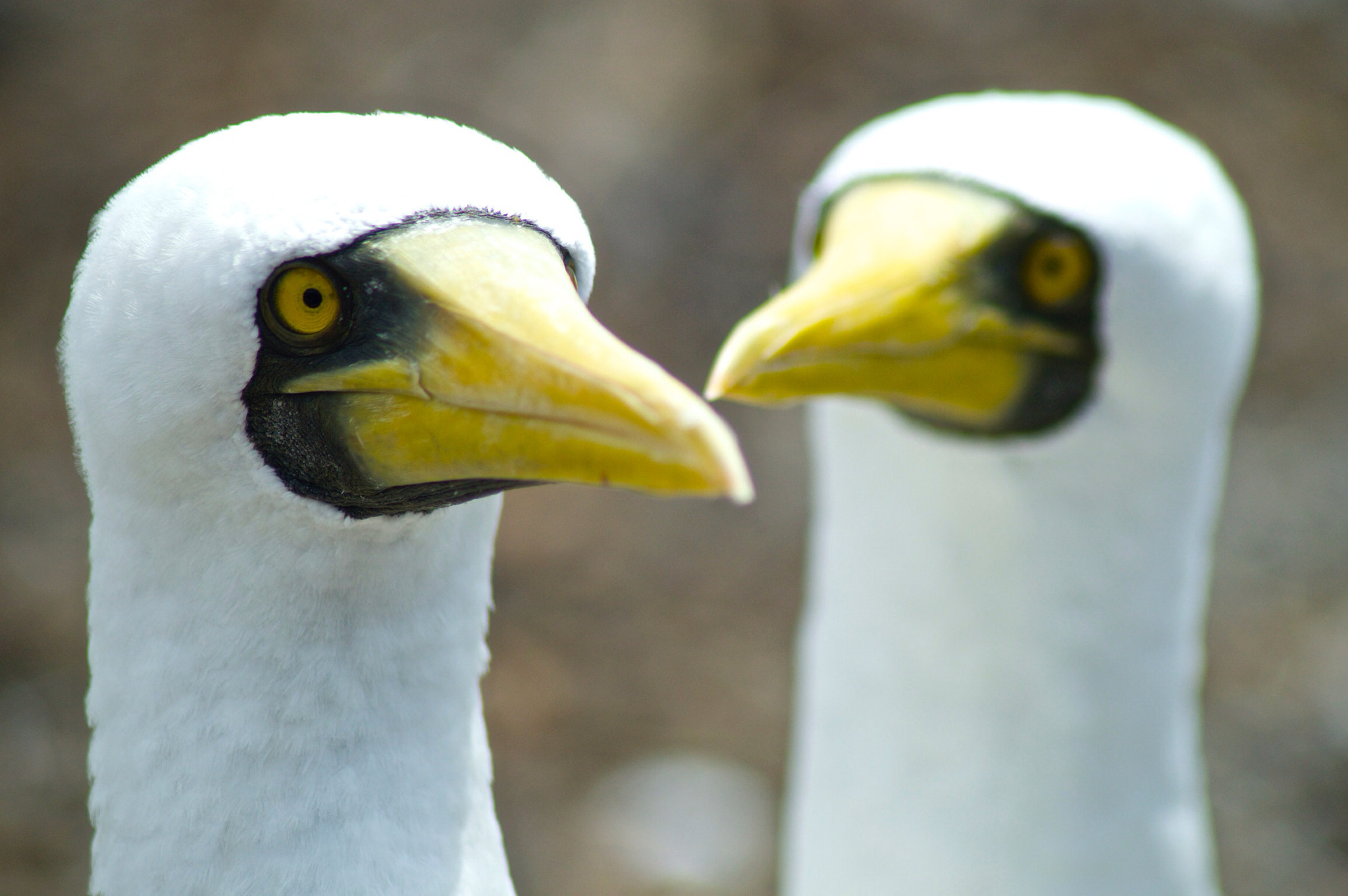 Masked boobies frequent the shores of Tromelin Island