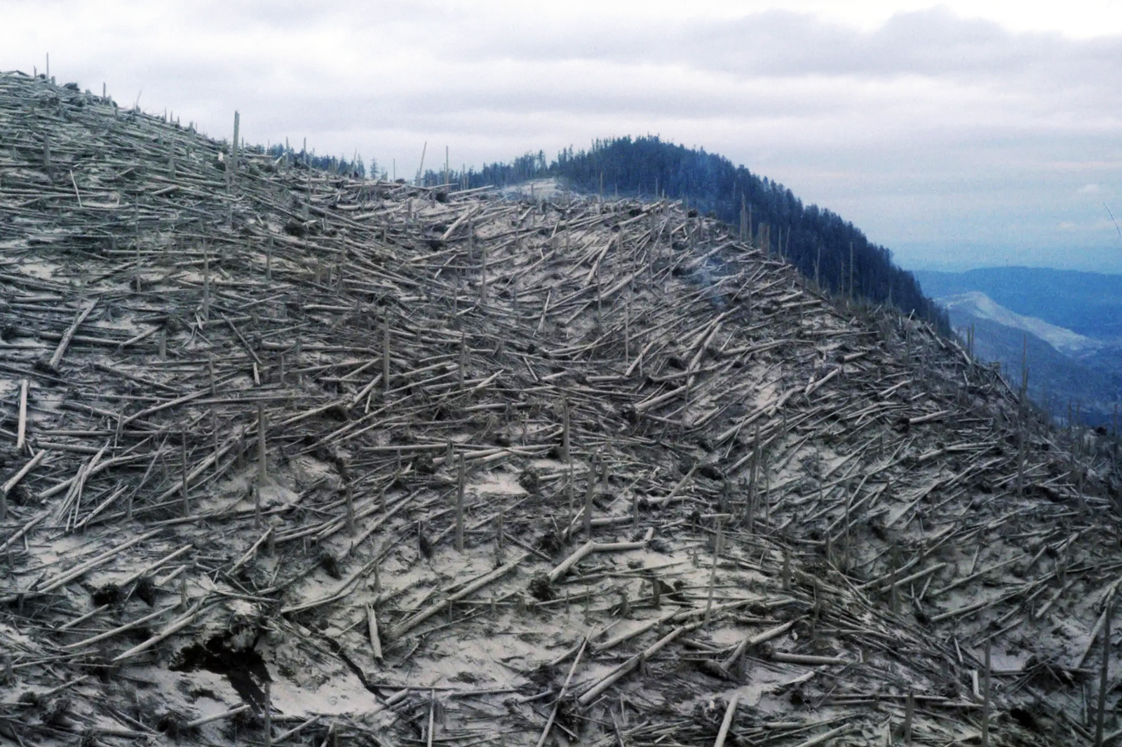 Thousands of trees flattened by the eruption