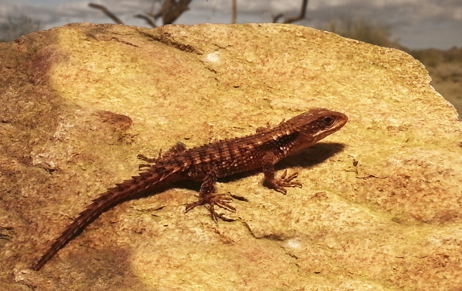 Angolan girdled lizard, spines intact
