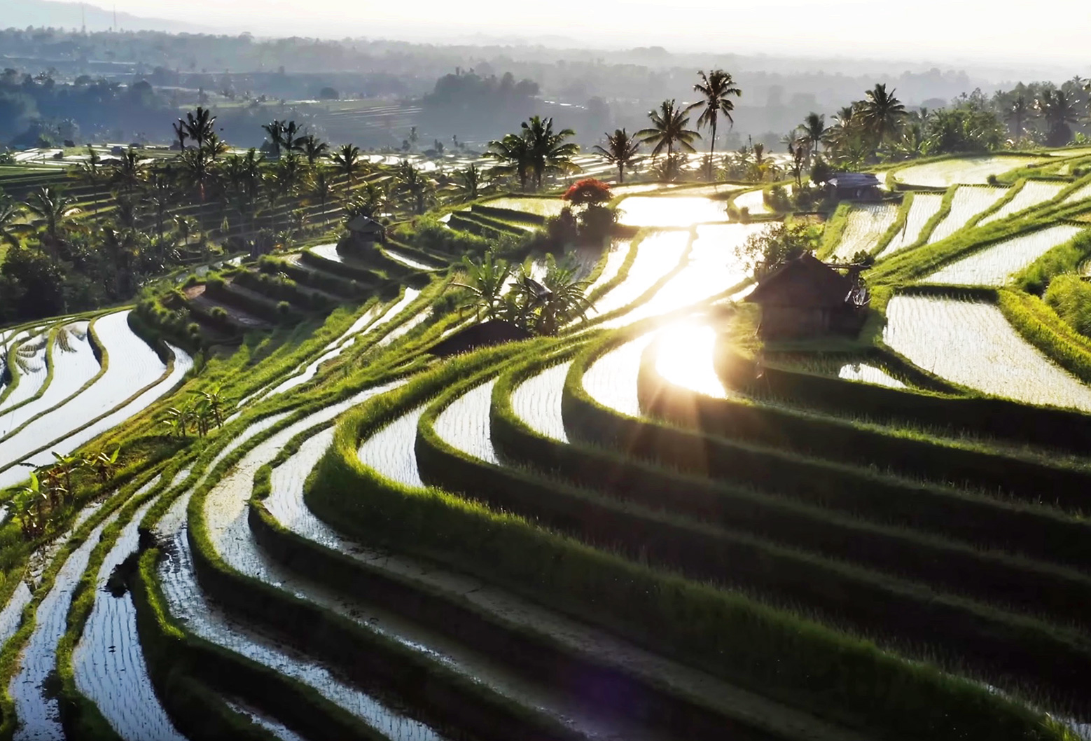 A view of Bali's iconic rice terraces