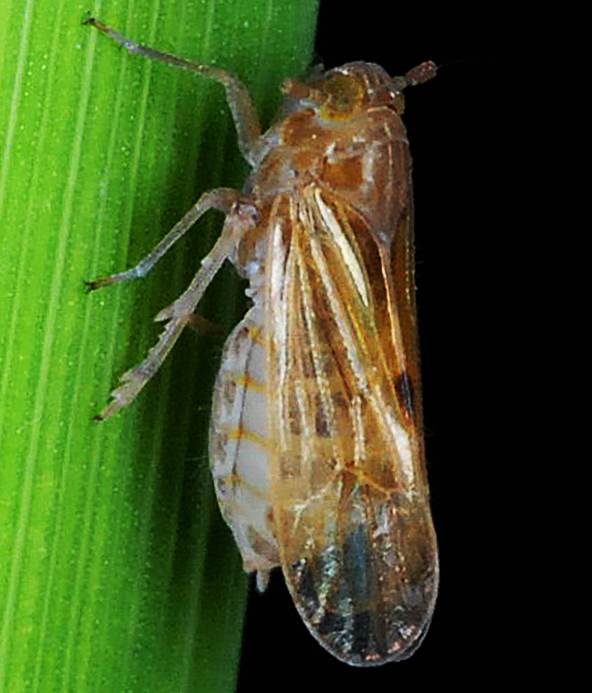 Brown planthopper