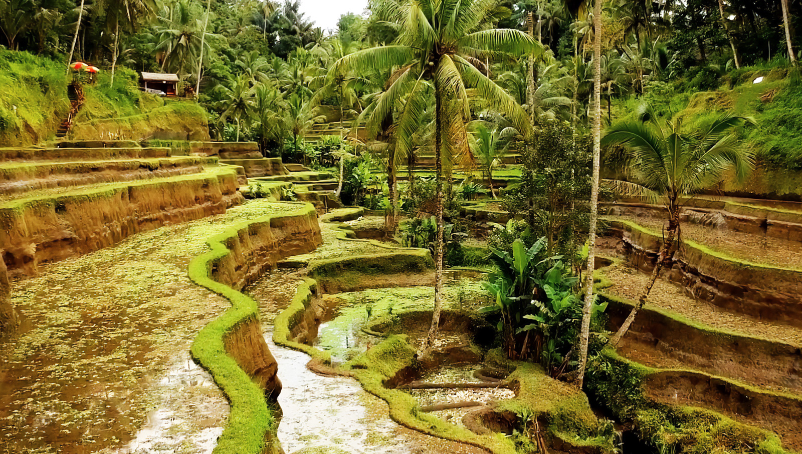 Up close with the rice terraces