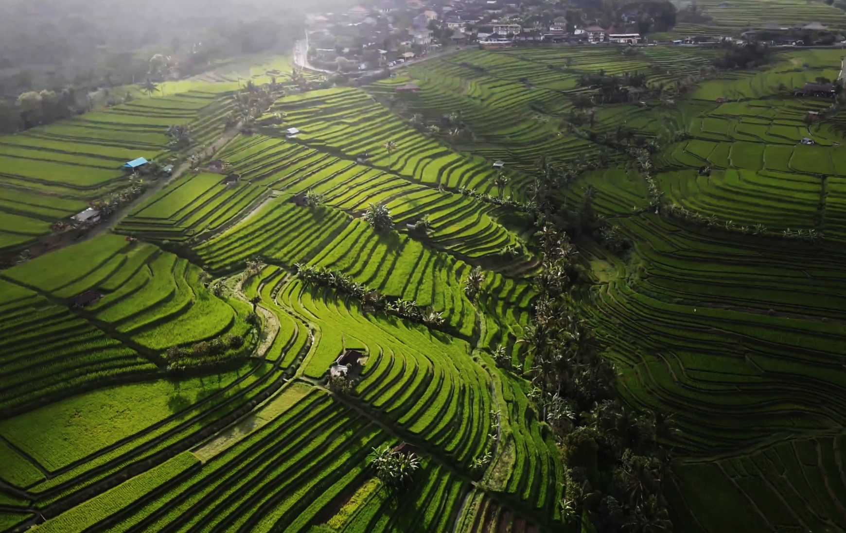 Rice terraces in Bali