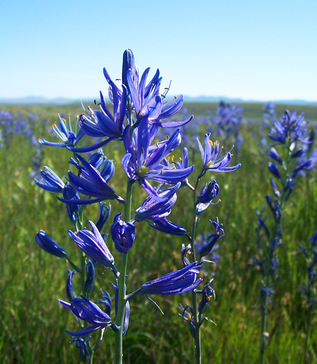 Camas flowers